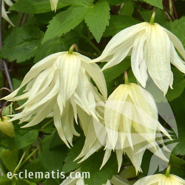Clematis Lemon Dream.jpg