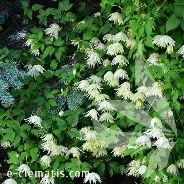 Clematis Lemon Dream 1.jpg