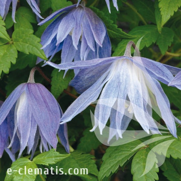 Clematis Maidwell Hall.jpg