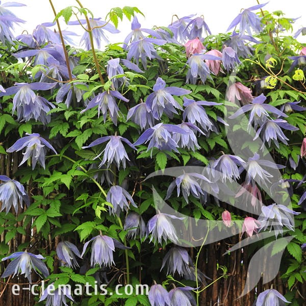 Clematis Maidwell Hall 1.jpg