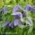 Clematis Pamela Jackman.jpg