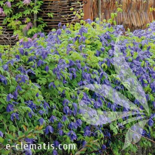 Clematis Pamela Jackman 1.jpg