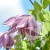 Clematis Pink Surprise.jpg