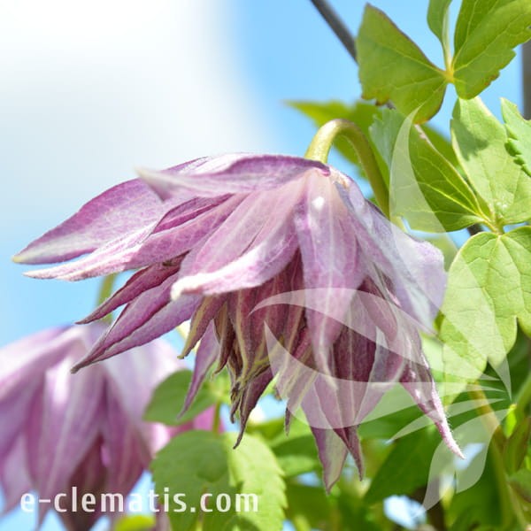 Clematis Pink Surprise.jpg