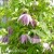 Clematis Pink Surprise 1.jpg