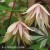 Clematis Pink Swing.jpg