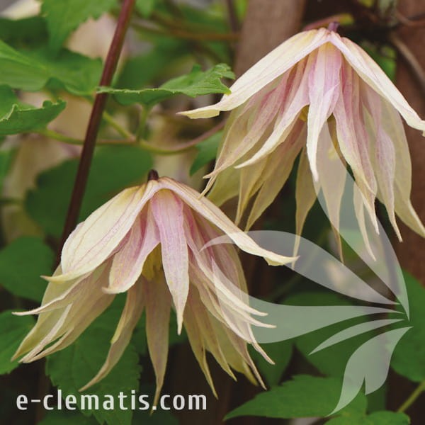 Clematis Pink Swing.jpg
