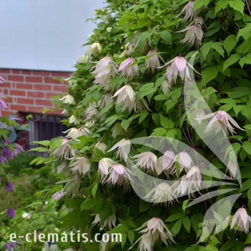 Clematis Pink Swing 1.jpg