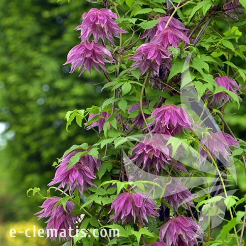 Clematis Purple Dream 1.jpg