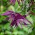 Clematis Purple Surprise.jpg