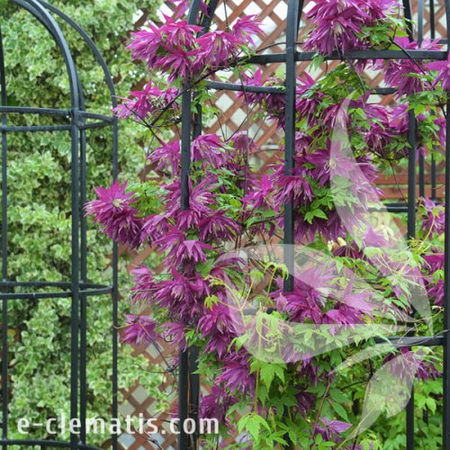 Clematis Purple Surprise 1.jpg