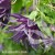 Clematis Violet Surprise 1.jpg