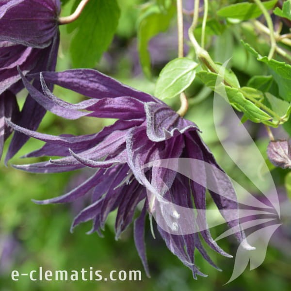 Clematis Violet Surprise 1.jpg