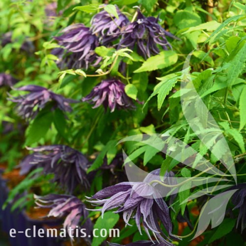 Clematis Violet Surprise 2.jpg