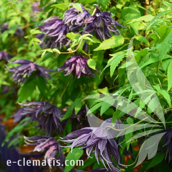 Clematis Violet Surprise 2.jpg