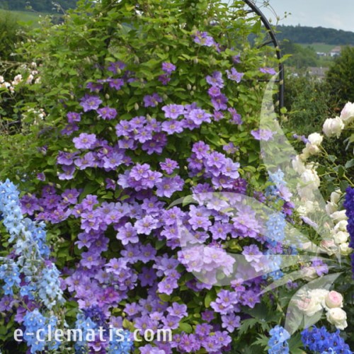 Clematis Ashva 1.jpg