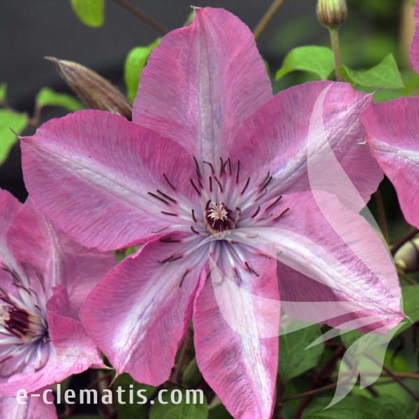 Clematis Bieszczady.jpg