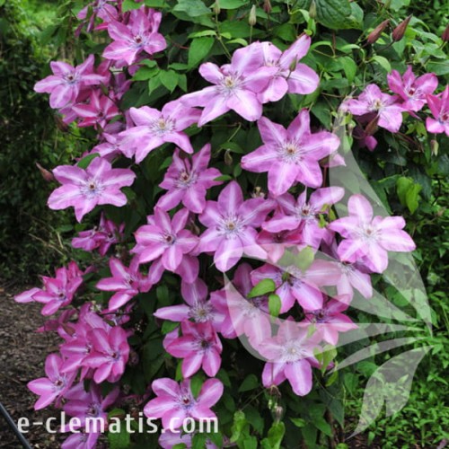 Clematis Bieszczady 1.jpg