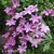 Clematis Bieszczady 1.jpg