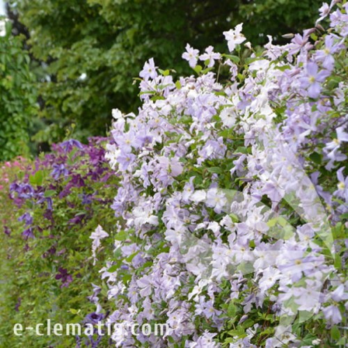 Clematis Błękitny Anioł 1.jpg