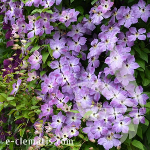 Clematis Cloudburst 1.jpg
