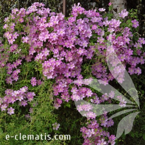 Clematis Comtesse de Bouchaud 1.jpg