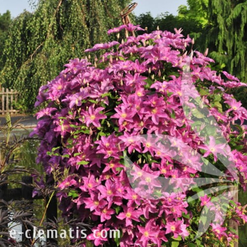 Clematis Danuta 1.jpg