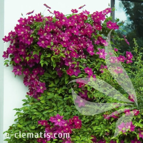 Clematis Ernest Markham 1.jpg