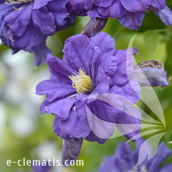 Clematis Floral Dance.jpg