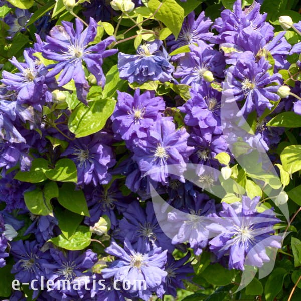 Clematis Floral Dance 1.jpg