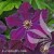 Clematis Grunwald.jpg