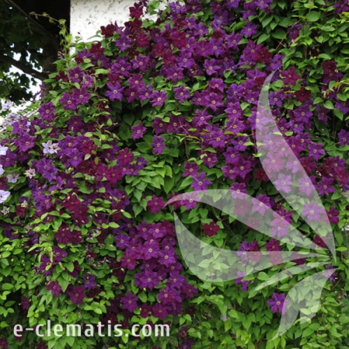 Clematis Grunwald 1.jpg