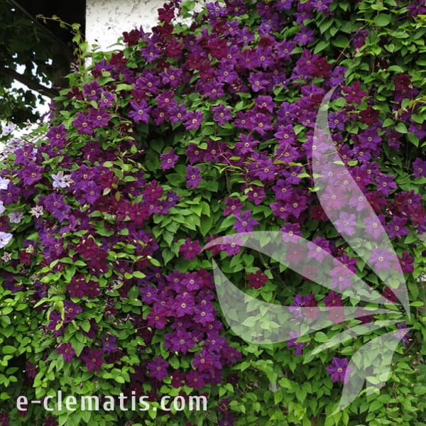 Clematis Grunwald 1.jpg