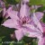 Clematis Hagley Hybrid.jpg
