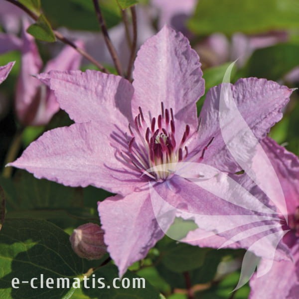 Clematis Hagley Hybrid.jpg