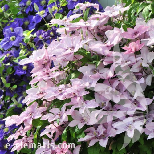 Clematis Hagley Hybrid 1.jpg