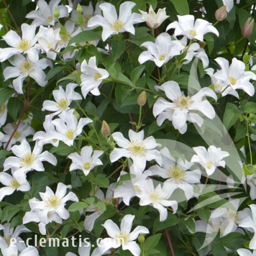 Clematis Huldine 1.jpg