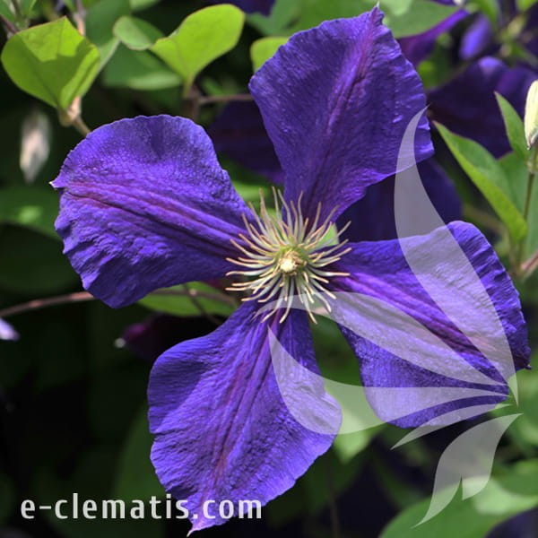 Clematis Jackmanii.jpg