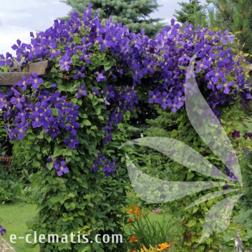 Clematis Jackmanii 1.jpg