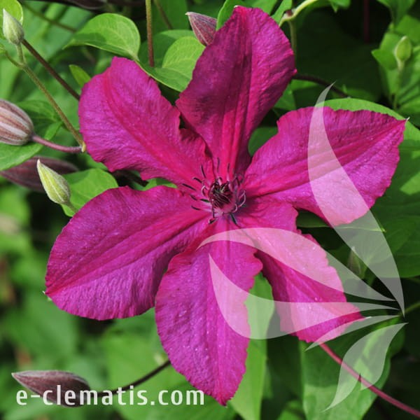 Clematis Kardynał Wyszynski.jpg