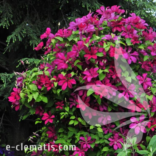 Clematis Kardynał Wyszynski 1.jpg