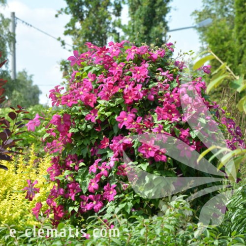 Clematis Kryspina 1.jpg