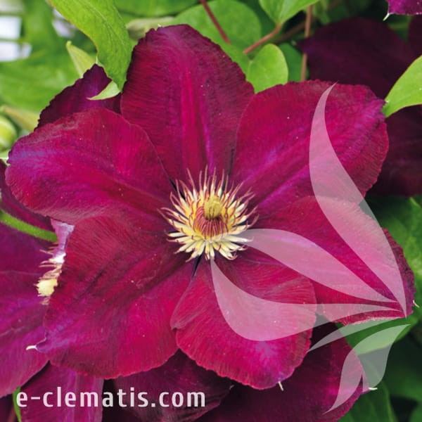 Clematis Mazowsze.jpg