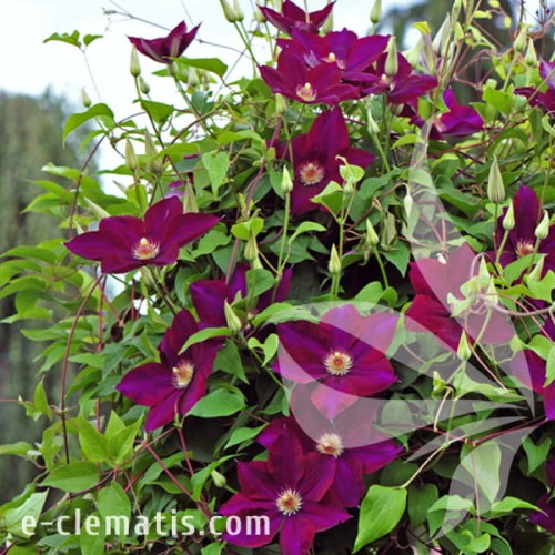 Clematis Mazowsze 1.jpg