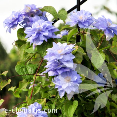 Clematis Mazury 2.jpg