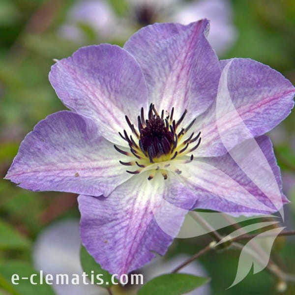 Clematis Morning Sky.jpg