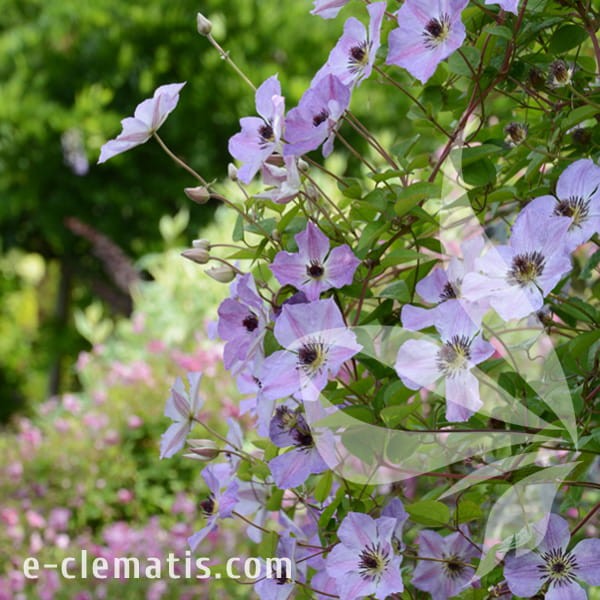Clematis Morning Sky 1.jpg