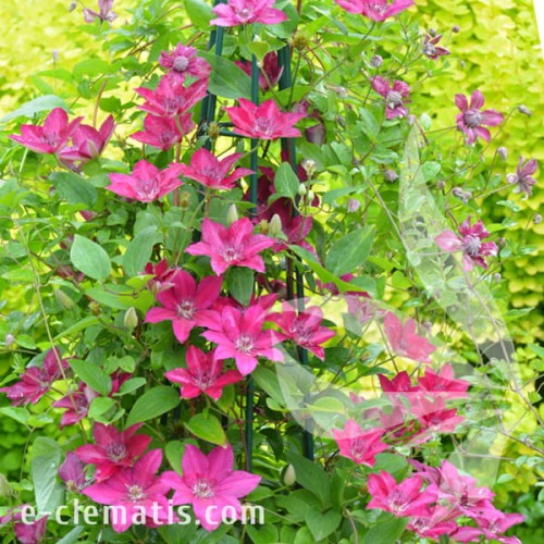 Clematis Perida 1.jpg