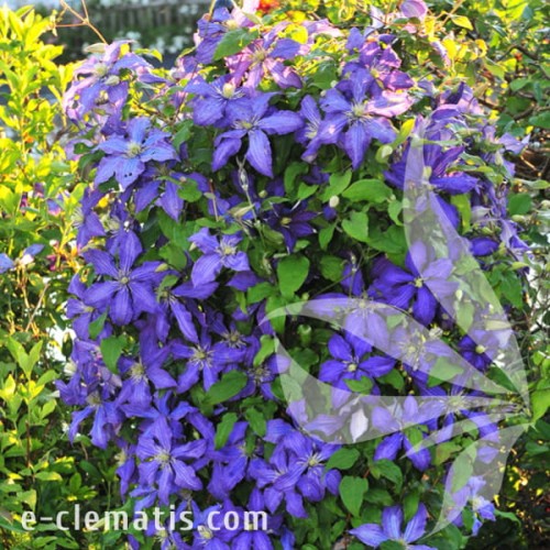 Clematis Rhapsody 1.jpg