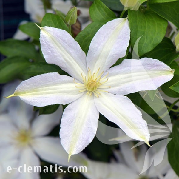 Clematis Roko-Kolla.jpg